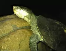 Elsey belogorlany, egy egyedülálló teknős, amely képes zsákmányt lélegezni, eltűnik